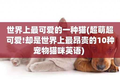 世界上最可愛的一種貓(超萌超可愛!卻是世界上最昂貴的10種寵物貓咪英語) 