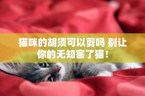 貓咪的胡須可以剪嗎 別讓你的無知害了貓！