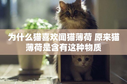 為什么貓喜歡聞貓薄荷 原來貓薄荷是含有這種物質