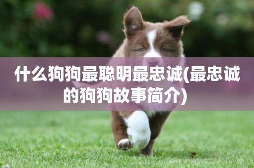 什么狗狗最聰明最忠誠(最忠誠的狗狗故事簡介) 