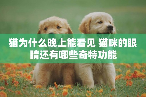 貓為什么晚上能看見 貓咪的眼睛還有哪些奇特功能