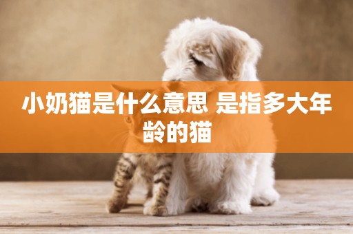 小奶貓是什么意思 是指多大年齡的貓