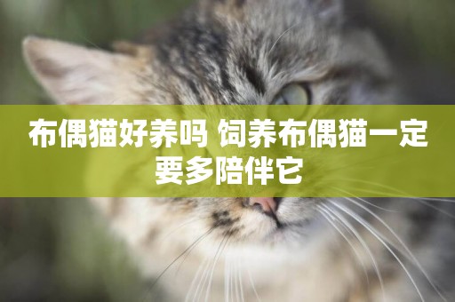布偶貓好養嗎 飼養布偶貓一定要多陪伴它