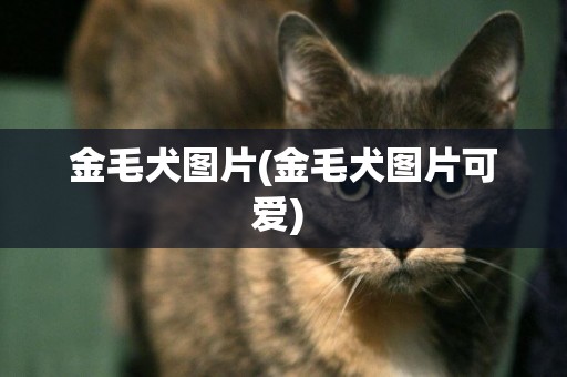 金毛犬圖片(金毛犬圖片可愛) 