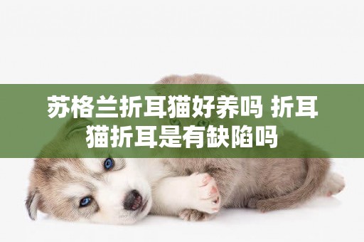 蘇格蘭折耳貓好養嗎 折耳貓折耳是有缺陷嗎