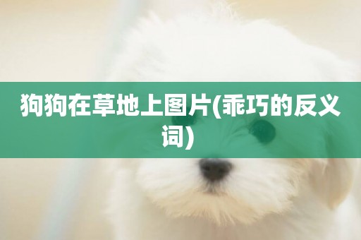 狗狗在草地上圖片(乖巧的反義詞) 
