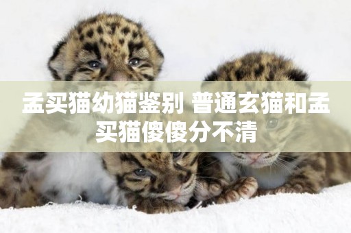 孟買貓幼貓鑒別 普通玄貓和孟買貓傻傻分不清