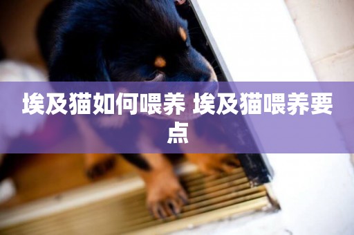 埃及貓如何喂養 埃及貓喂養要點