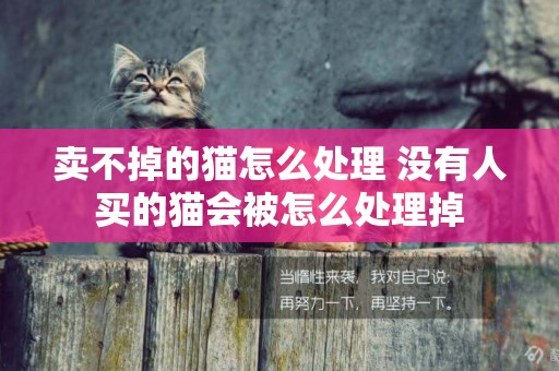 賣不掉的貓怎么處理 沒有人買的貓會被怎么處理掉