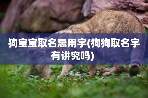 狗寶寶取名忌用字(狗狗取名字有講究嗎) 