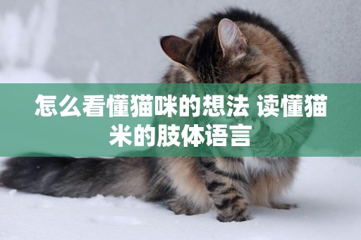 怎么看懂貓咪的想法 讀懂貓米的肢體語言