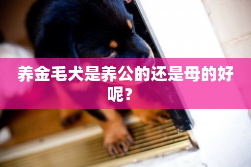 養金毛犬是養公的還是母的好呢？ 