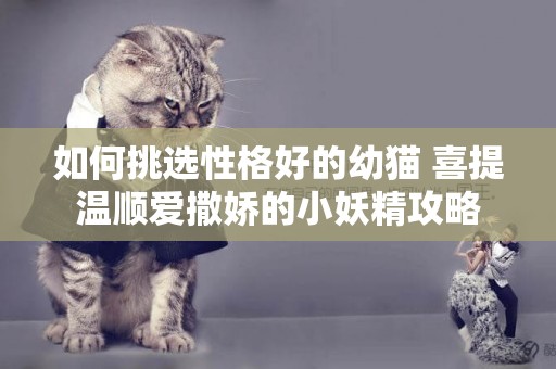 如何挑選性格好的幼貓 喜提溫順愛撒嬌的小妖精攻略