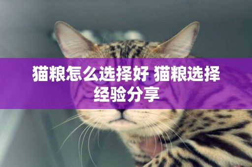 貓糧怎么選擇好 貓糧選擇經驗分享