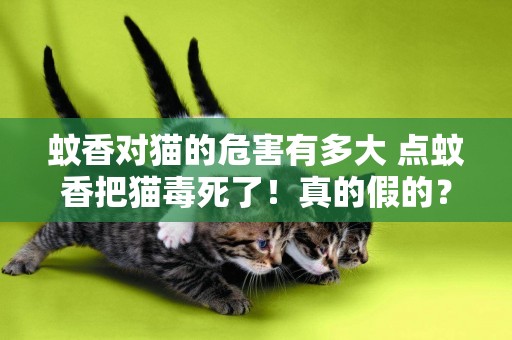 蚊香對貓的危害有多大 點蚊香把貓毒死了！真的假的？