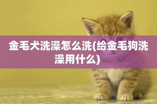 金毛犬洗澡怎么洗(給金毛狗洗澡用什么) 