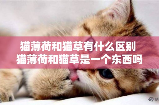 貓薄荷和貓草有什么區別 貓薄荷和貓草是一個東西嗎