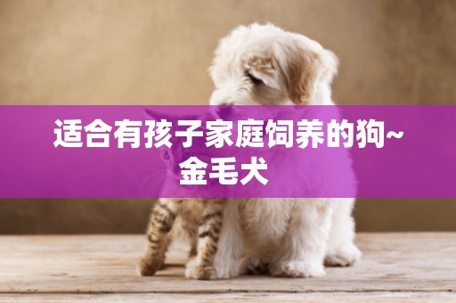 適合有孩子家庭飼養的狗~金毛犬 