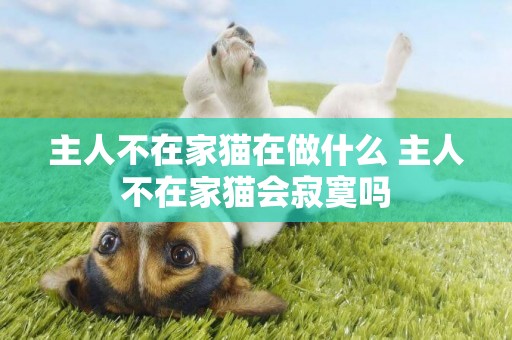 主人不在家貓在做什么 主人不在家貓會寂寞嗎