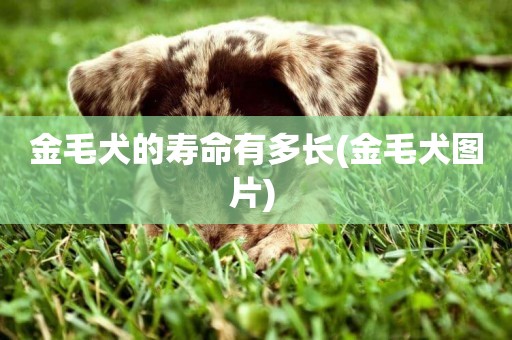 金毛犬的壽命有多長(金毛犬圖片) 