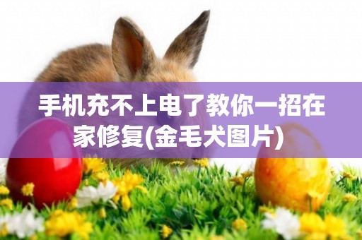 手機充不上電了教你一招在家修復(金毛犬圖片) 
