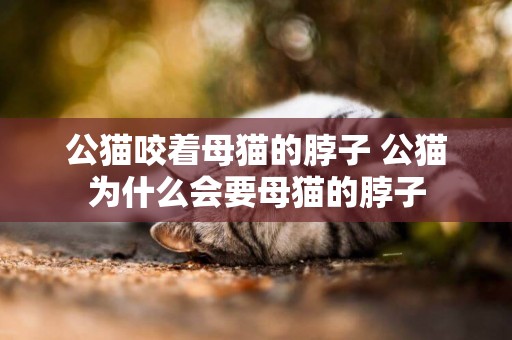 公貓咬著母貓的脖子 公貓為什么會要母貓的脖子 公貓咬著母貓的脖子 公貓為什么會要母貓的脖子