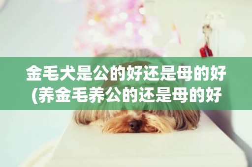 金毛犬是公的好還是母的好(養金毛養公的還是母的好) 