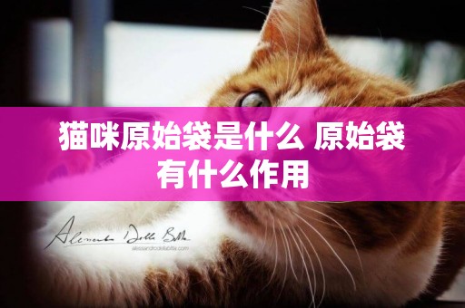 貓咪原始袋是什么 原始袋有什么作用