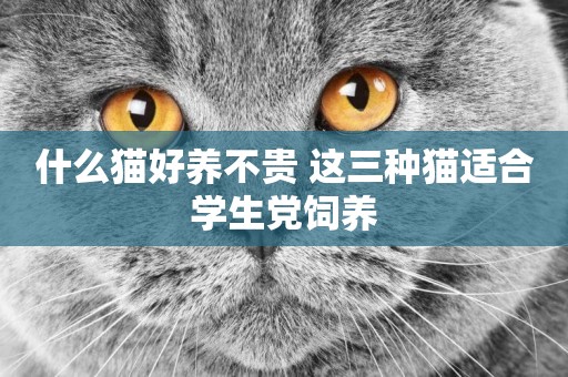 什么貓好養不貴 這三種貓適合學生黨飼養