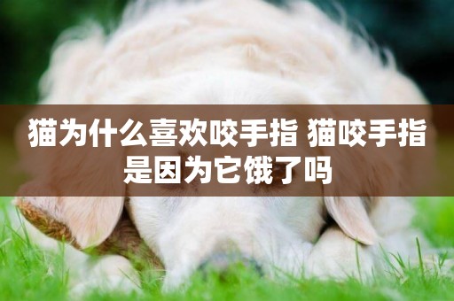 貓為什么喜歡咬手指 貓咬手指是因為它餓了嗎 貓為什么喜歡咬手指 貓咬手指是因為它餓了嗎