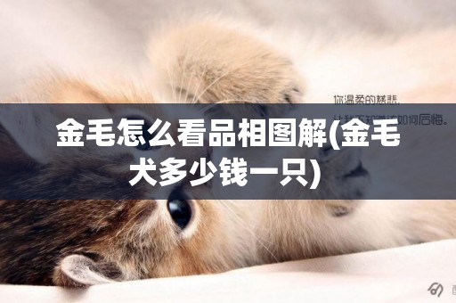 金毛怎么看品相圖解(金毛犬多少錢一只) 