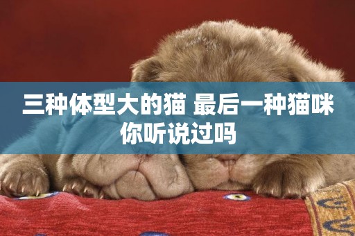 三種體型大的貓 最后一種貓咪你聽說過嗎 三種體型大的貓 最后一種貓咪你聽說過嗎