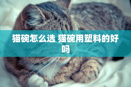 貓碗怎么選 貓碗用塑料的好嗎