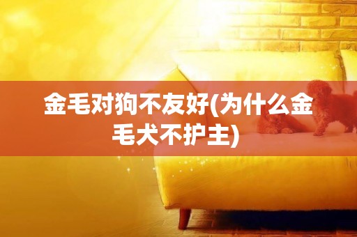金毛對狗不友好(為什么金毛犬不護主) 