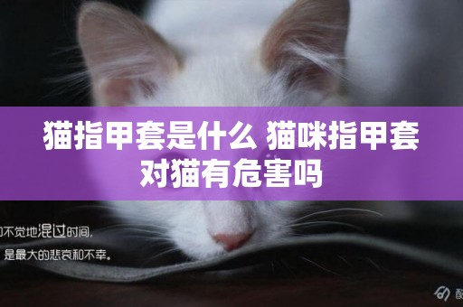 貓指甲套是什么 貓咪指甲套對貓有危害嗎 貓指甲套是什么 貓咪指甲套對貓有危害嗎