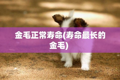金毛正常壽命(壽命最長的金毛) 