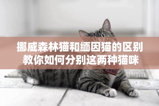 挪威森林貓和緬因貓的區別 教你如何分別這兩種貓咪 挪威森林貓和緬因貓的區別 教你如何分別這兩種貓咪