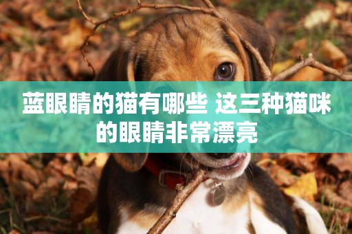 藍眼睛的貓有哪些 這三種貓咪的眼睛非常漂亮