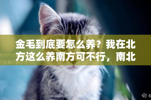 金毛到底要怎么養？我在北方這么養南方可不行，南北方差異巨大！ 