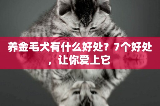 養金毛犬有什么好處？7個好處，讓你愛上它 