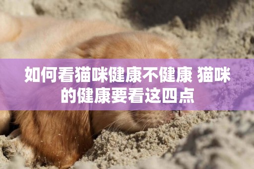 如何看貓咪健康不健康 貓咪的健康要看這四點