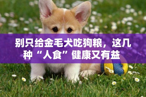 別只給金毛犬吃狗糧，這幾種“人食”健康又有益 