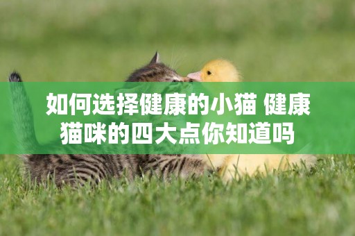 如何選擇健康的小貓 健康貓咪的四大點你知道嗎