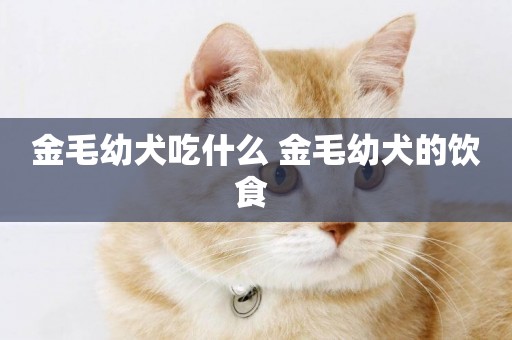 金毛幼犬吃什么 金毛幼犬的飲食 