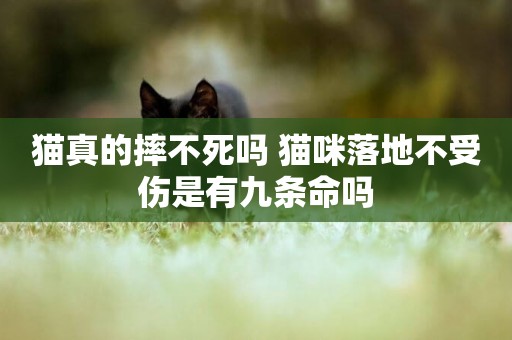 貓真的摔不死嗎 貓咪落地不受傷是有九條命嗎