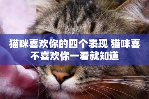 貓咪喜歡你的四個表現 貓咪喜不喜歡你一看就知道