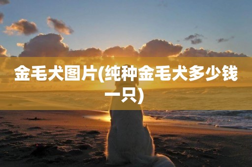 金毛犬圖片(純種金毛犬多少錢一只) 