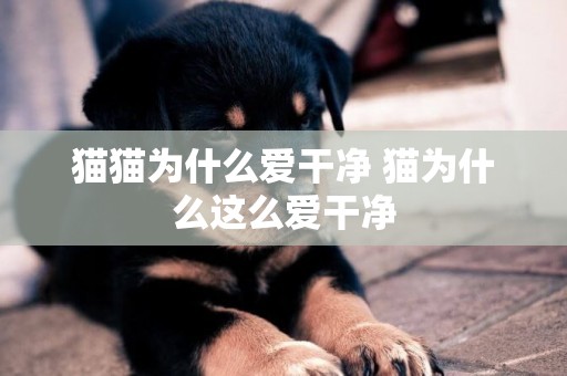 貓貓為什么愛干凈 貓為什么這么愛干凈