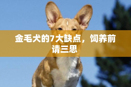 金毛犬的7大缺點，飼養前請三思 