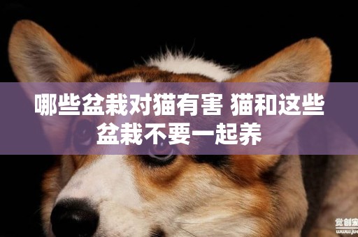 哪些盆栽對貓有害 貓和這些盆栽不要一起養 哪些盆栽對貓有害 貓和這些盆栽不要一起養
